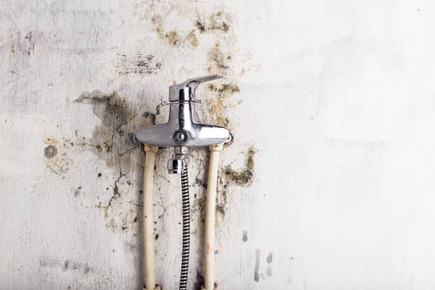 Best Best Mold Removal Companies  in South Toms River, NJ