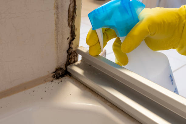 Best Certified Mold Removal  in South Toms River, NJ
