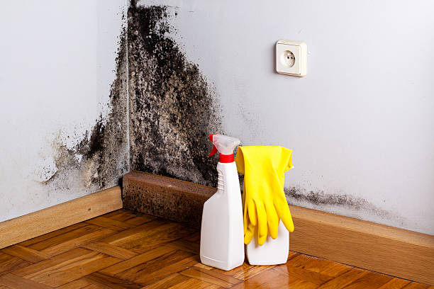 Best Mold Damage Repair  in South Toms River, NJ