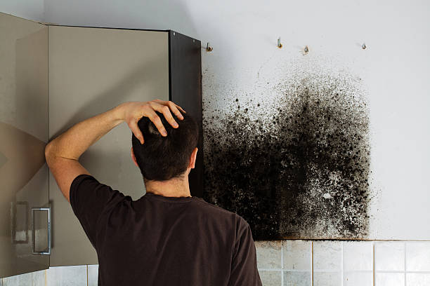 Best Home Mold Removal  in South Toms River, NJ