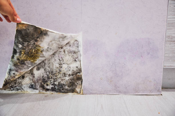 Best Mold Remediation  in South Toms River, NJ